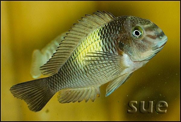 Tropheus sp. 'limespot' Kapampa